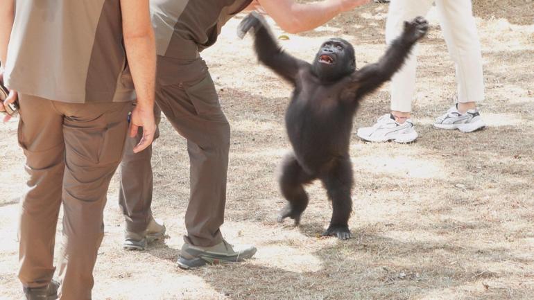 Yavru goril Zeytin Nijerya yolcusu