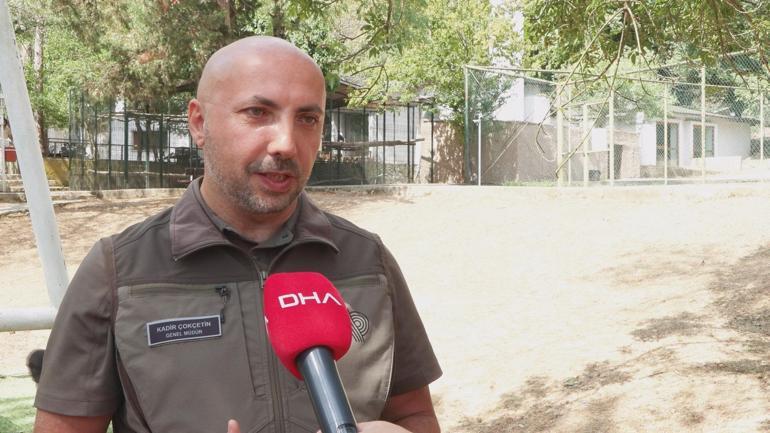 Yavru goril Zeytin Nijerya yolcusu