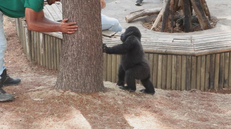 Yavru goril Zeytin Nijerya yolcusu