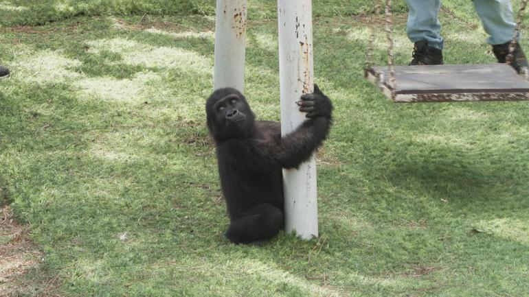 Yavru goril Zeytin Nijerya yolcusu