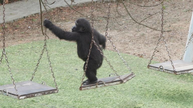 Yavru goril Zeytin Nijerya yolcusu