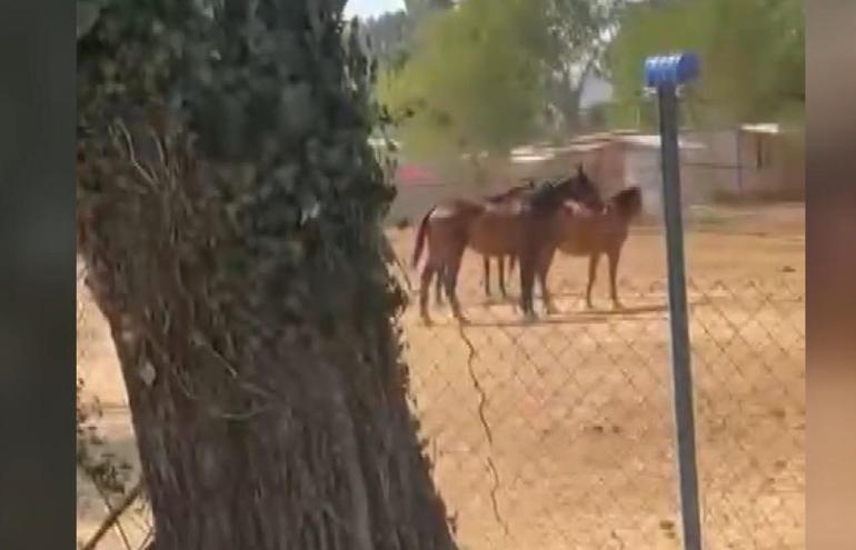 Bursada çiftlikte çıkan yangın 1 saatte kontrol altına alındı