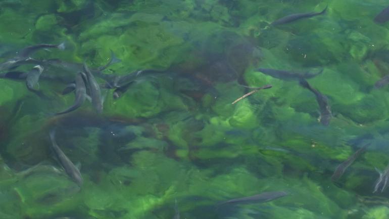 Yapay ışıklar deniz ekosistemini tehdit ediyor