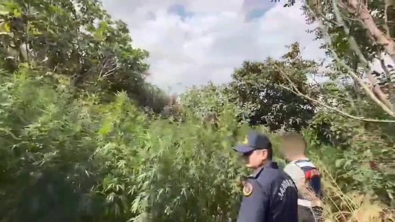 Bahçesini kenevir tarlasına çeviren şüpheli tutuklandı