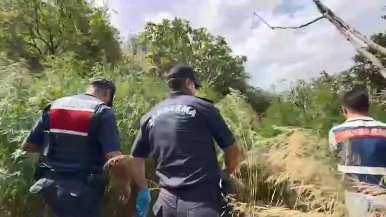 Bahçesini kenevir tarlasına çeviren şüpheli tutuklandı