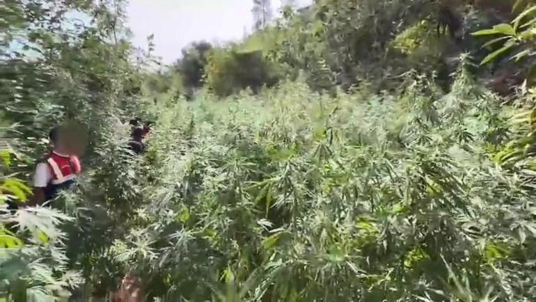 Bahçesini kenevir tarlasına çeviren şüpheli tutuklandı