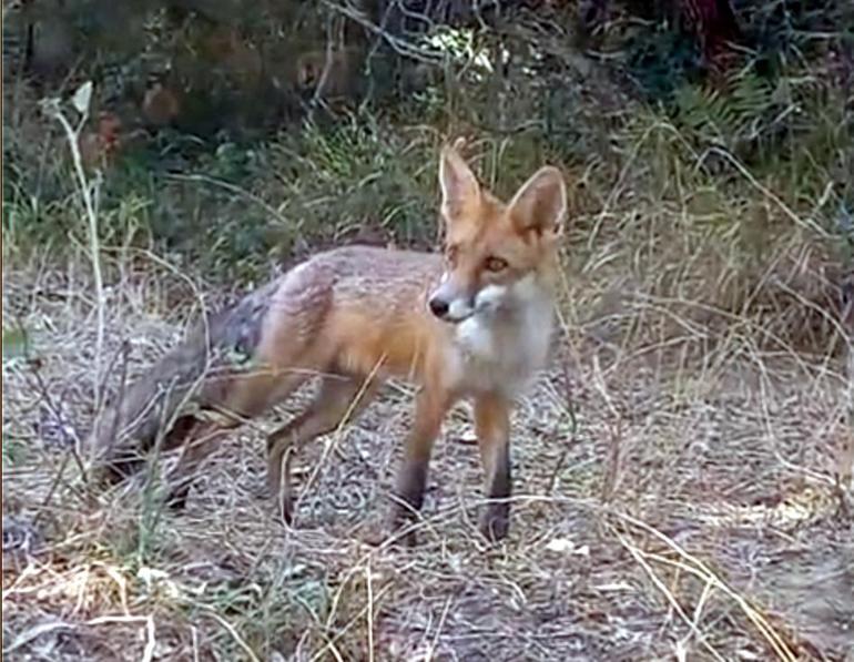 Sıcaktan bitkin düşen tilkinin su içtiği anlar kamerada