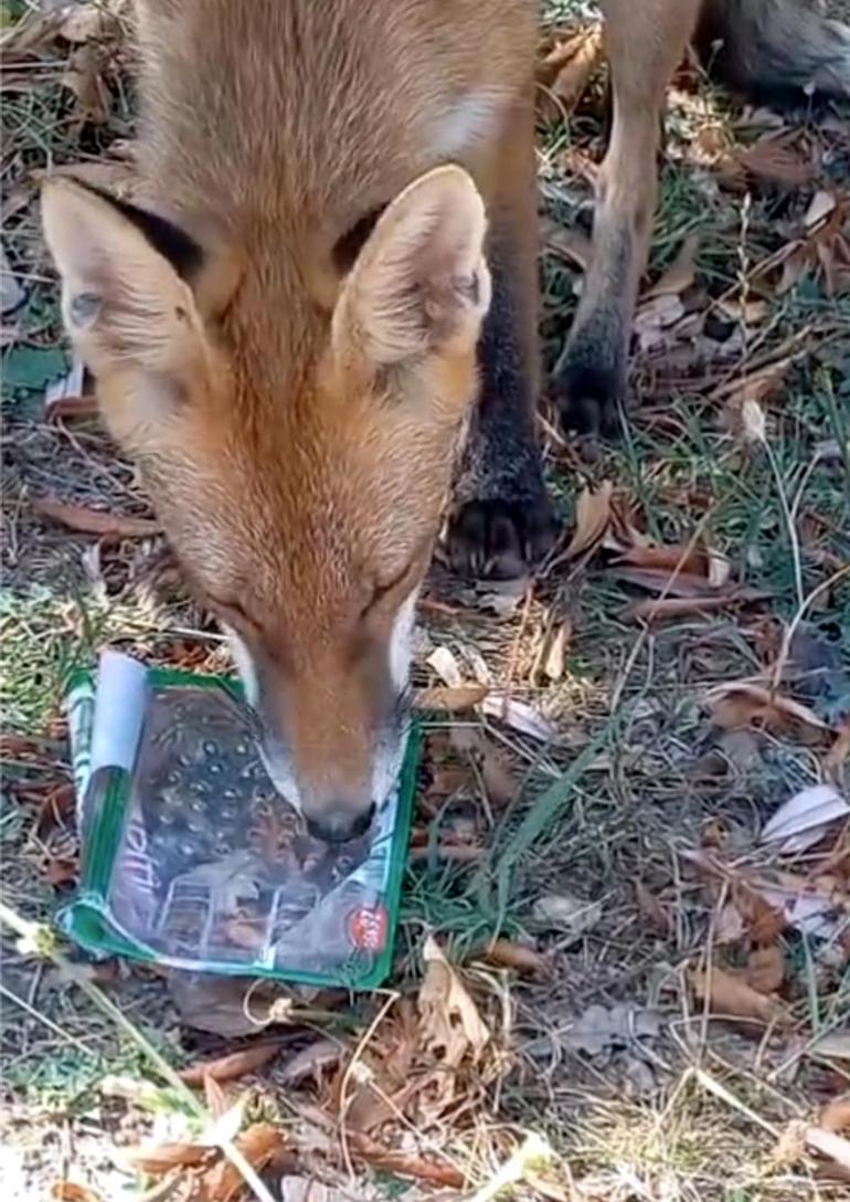 Sıcaktan bitkin düşen tilkinin su içtiği anlar kamerada
