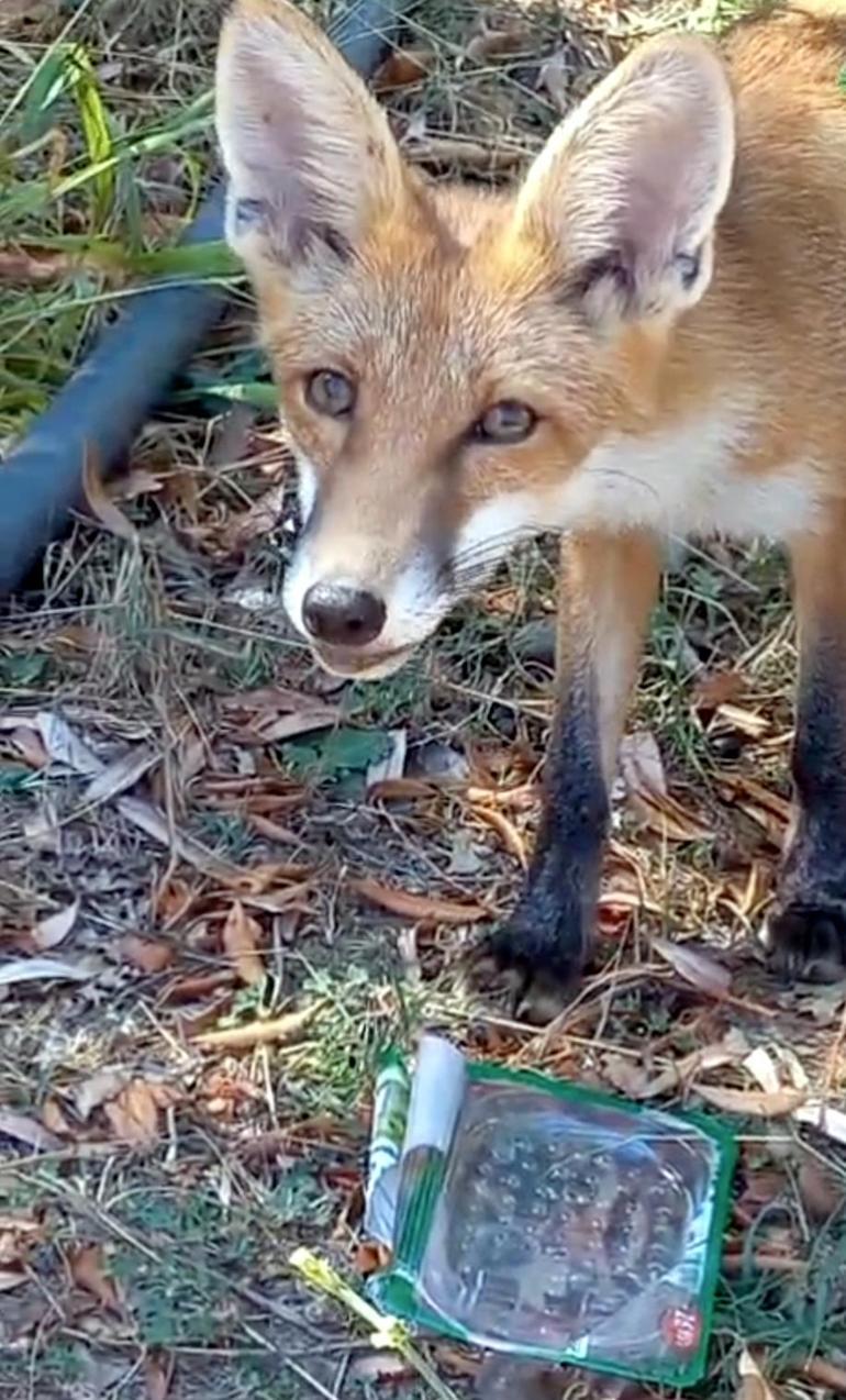Sıcaktan bitkin düşen tilkinin su içtiği anlar kamerada