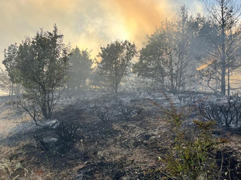 Ordu’da orman yangın 4 saatte söndürüldü