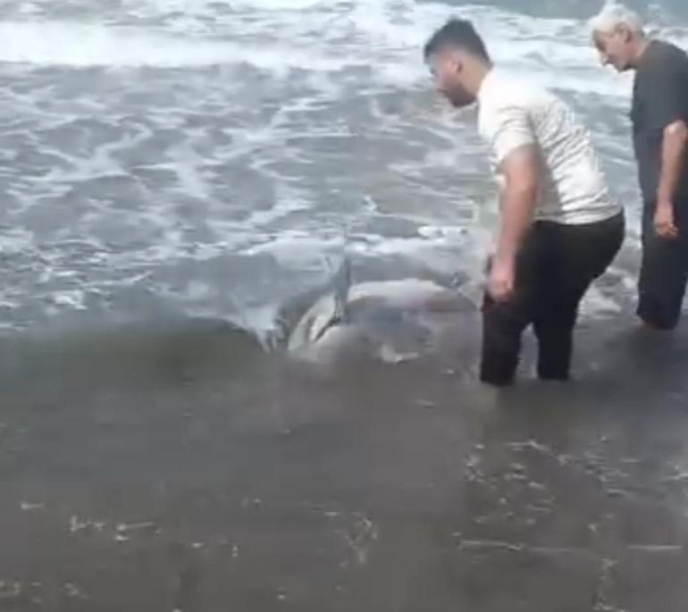 Sahile vuran yunusu denize taşıdılar