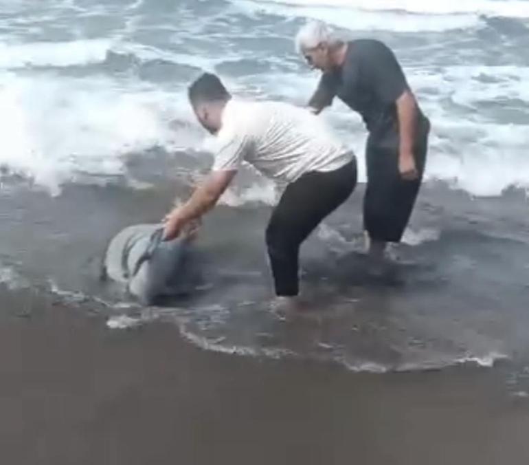 Sahile vuran yunusu denize taşıdılar