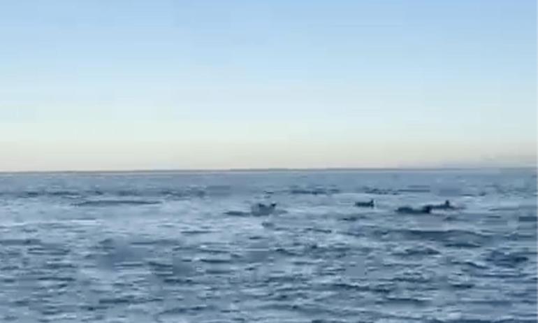 Tekirdağ açıklarında yunuslar görüntülendi