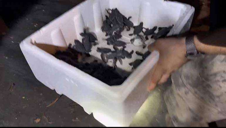 Hatay’da yönünü kaybeden yeşil deniz kaplumbağalarını jandarma denize ulaştırdı