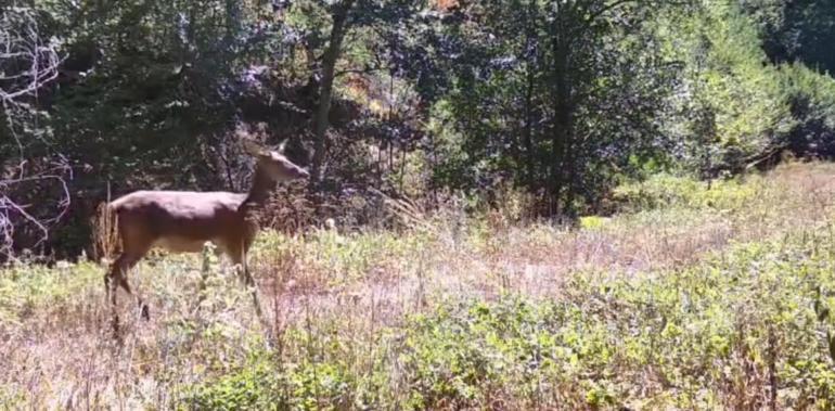 Bolu’da milli parkta kızılgeyik fotokapanla görüntülendi