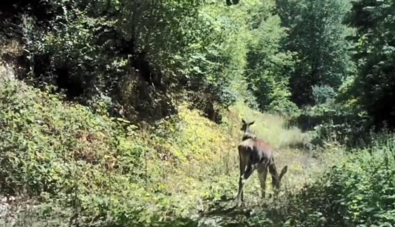 Bolu’da milli parkta kızılgeyik fotokapanla görüntülendi