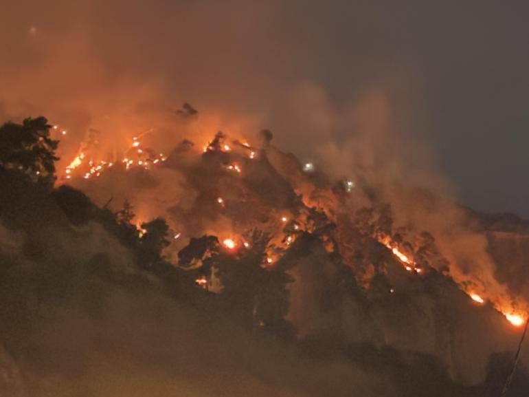 Aydın Efelerde orman yangını