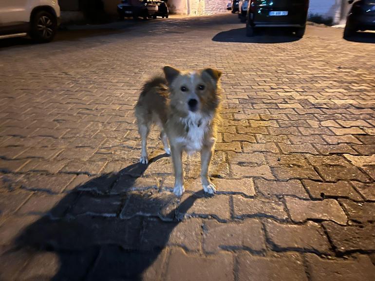 Aydın’da 86 yaşındaki kadın için arama çalışması başlatıldı