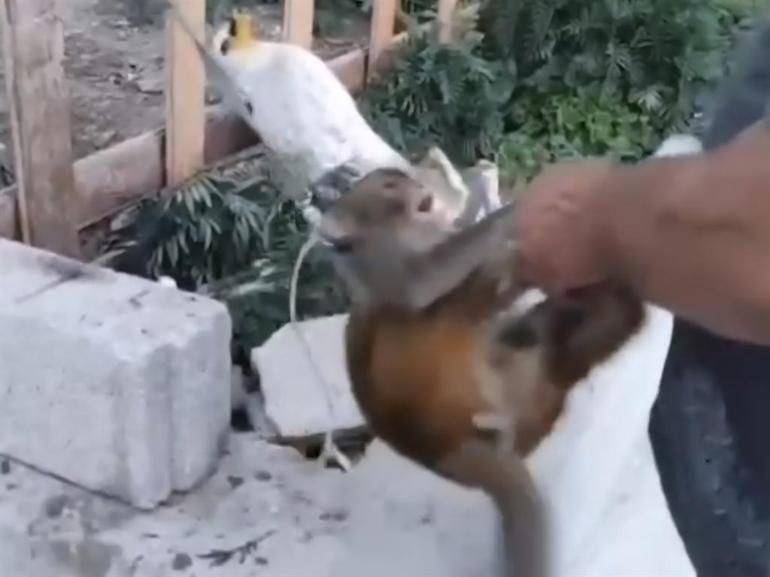 Şiddet uygulanan maymun, kurtarılıp korumaya alındı