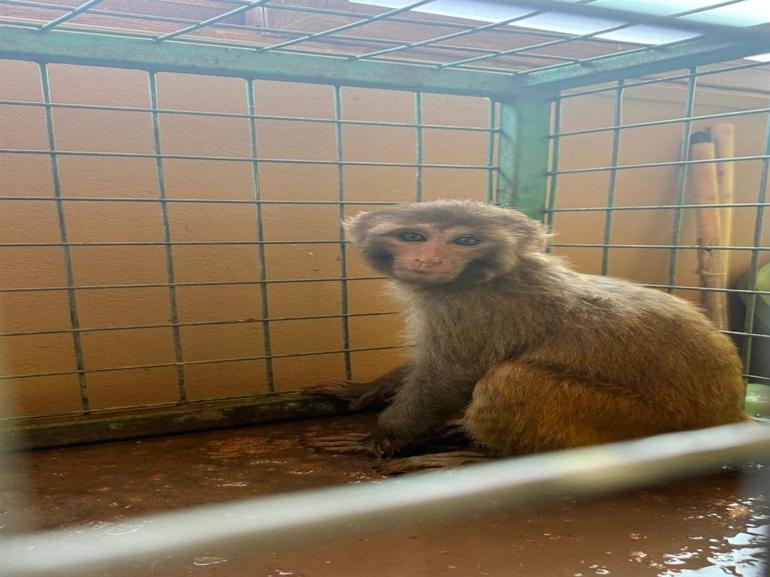 Şiddet uygulanan maymun, kurtarılıp korumaya alındı
