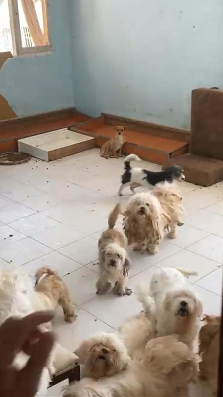 İzmirde 20 köpeği sağlıksız şekilde evde tutan kadına 830 bin TL ceza