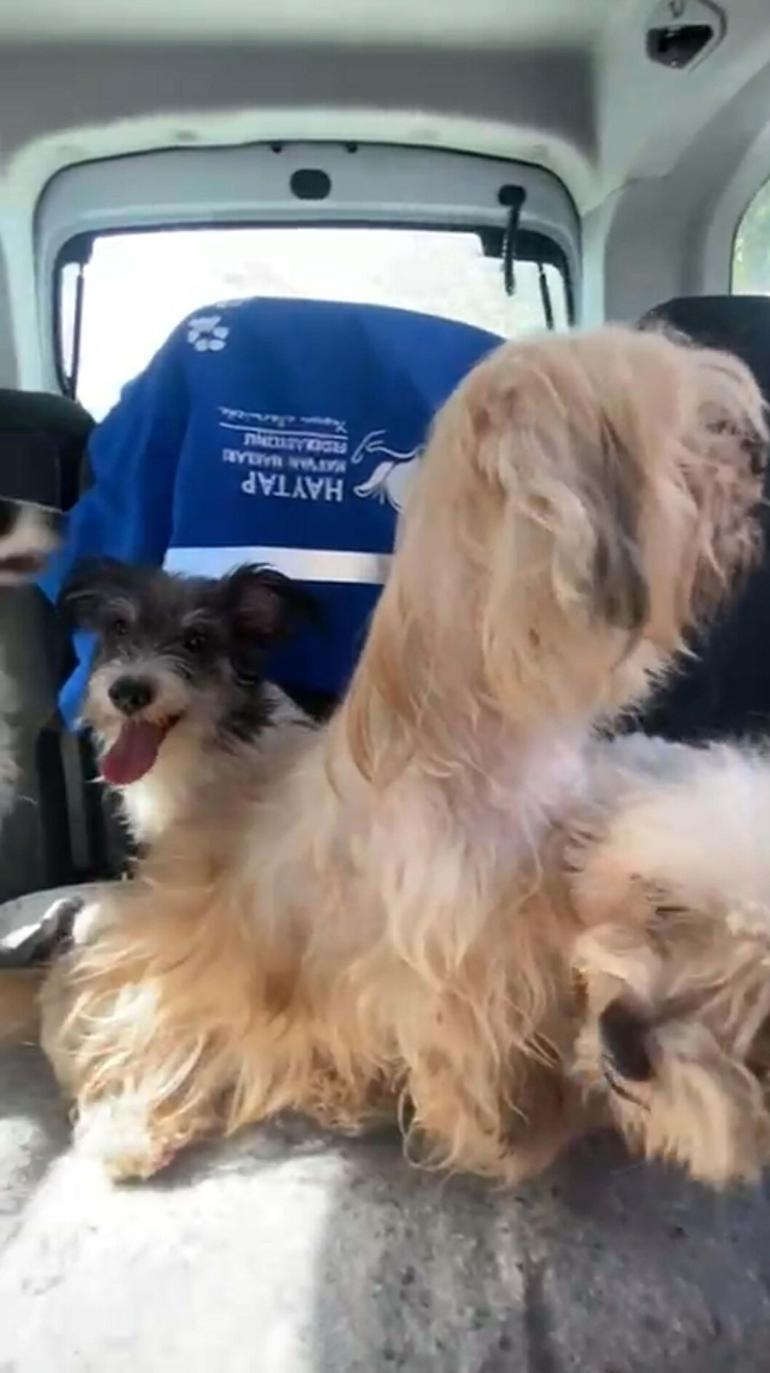 İzmirde 20 köpeği sağlıksız şekilde evde tutan kadına 830 bin TL ceza