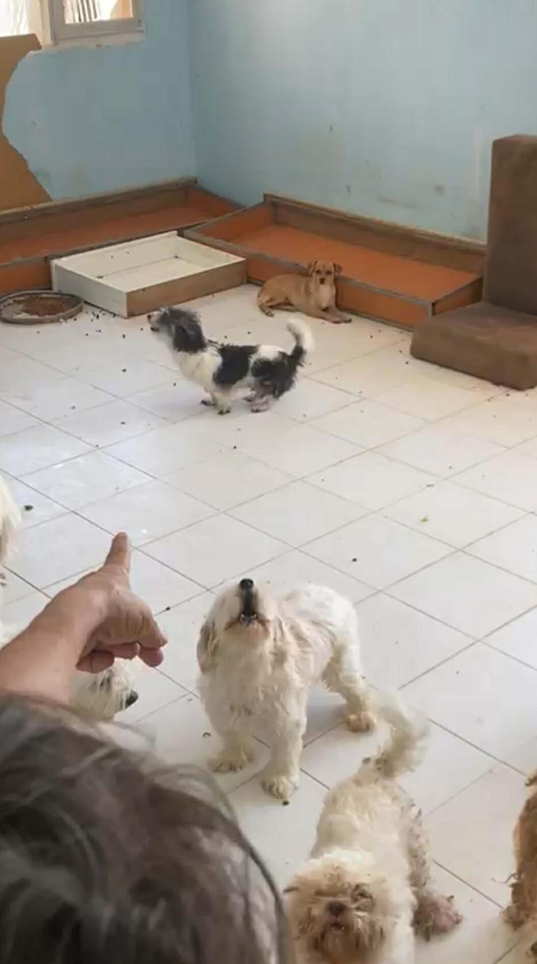 İzmirde 20 köpeği sağlıksız şekilde evde tutan kadına 830 bin TL ceza