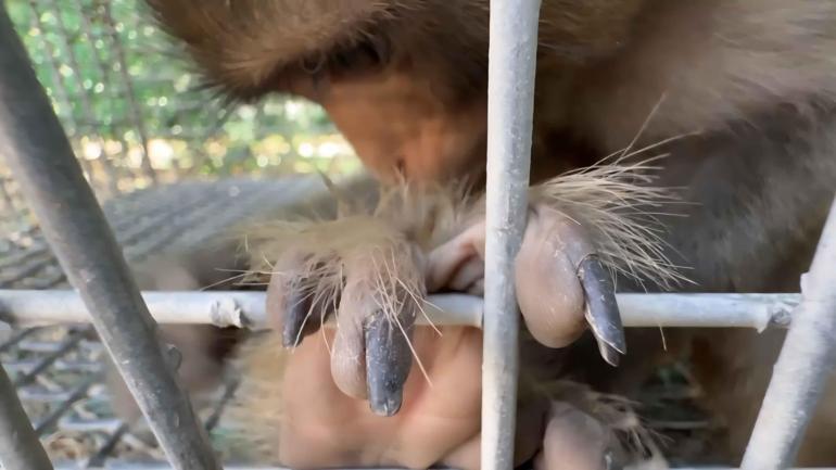 Şiddet gören maymun, Tarsus Doğa Parkına gönderilecek