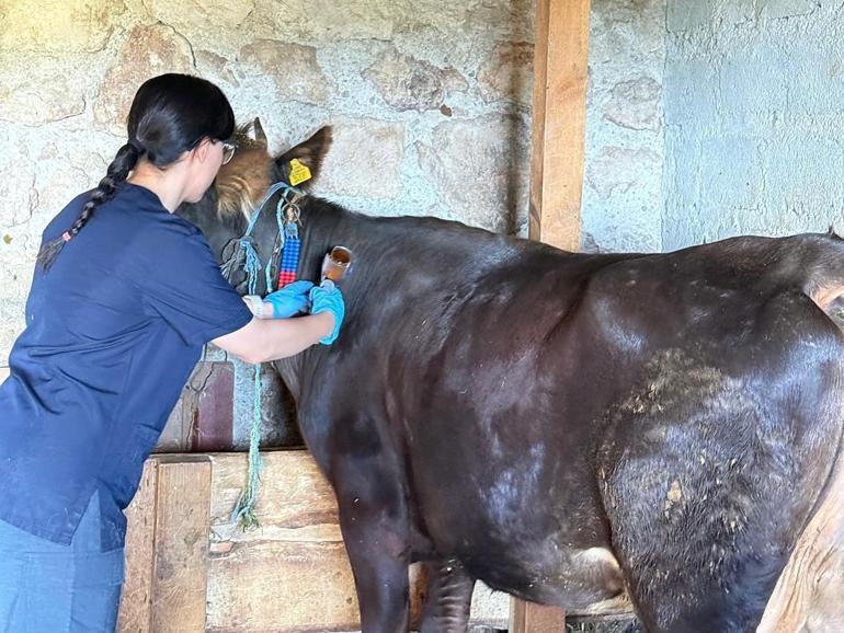 Kastamonuda ‘şap’ nedeniyle 69 köye hayvan giriş- çıkışı yasaklandı