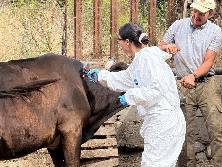 Kastamonuda ‘şap’ nedeniyle 69 köye hayvan giriş- çıkışı yasaklandı