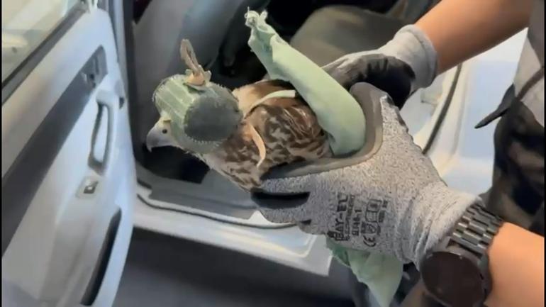 Habur Gümrük Kapısında 3 şahin ve 2 makak maymunu ele geçirildi