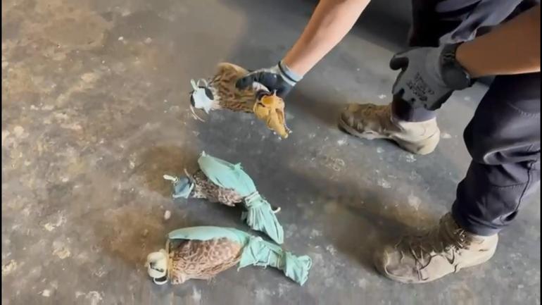 Habur Gümrük Kapısında 3 şahin ve 2 makak maymunu ele geçirildi