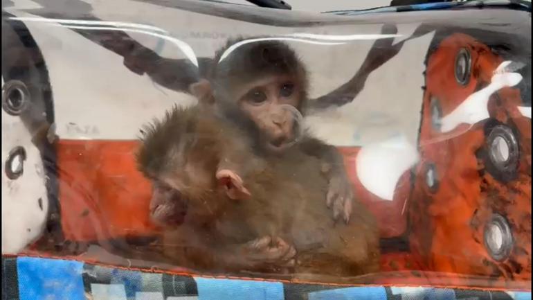 Habur Gümrük Kapısında 3 şahin ve 2 makak maymunu ele geçirildi