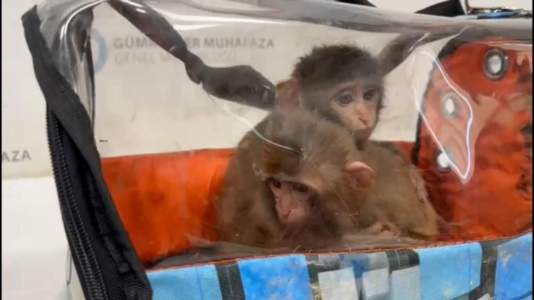 Habur Gümrük Kapısında 3 şahin ve 2 makak maymunu ele geçirildi