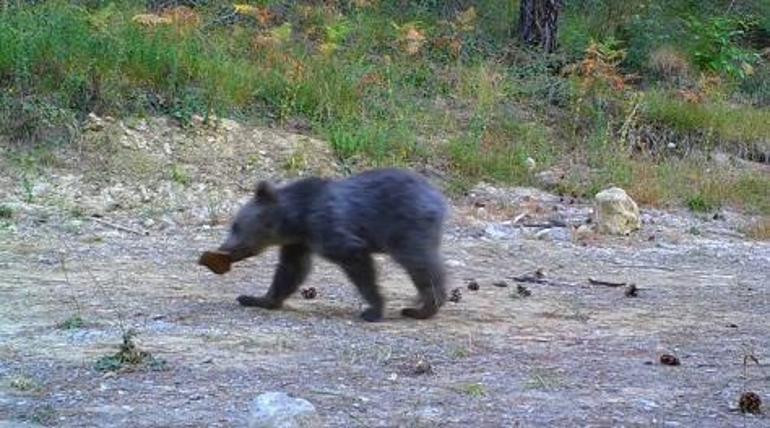 Yavrularıyla gezen boz ayı ve karacalar fotokapanda