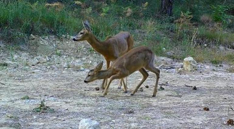 Yavrularıyla gezen boz ayı ve karacalar fotokapanda