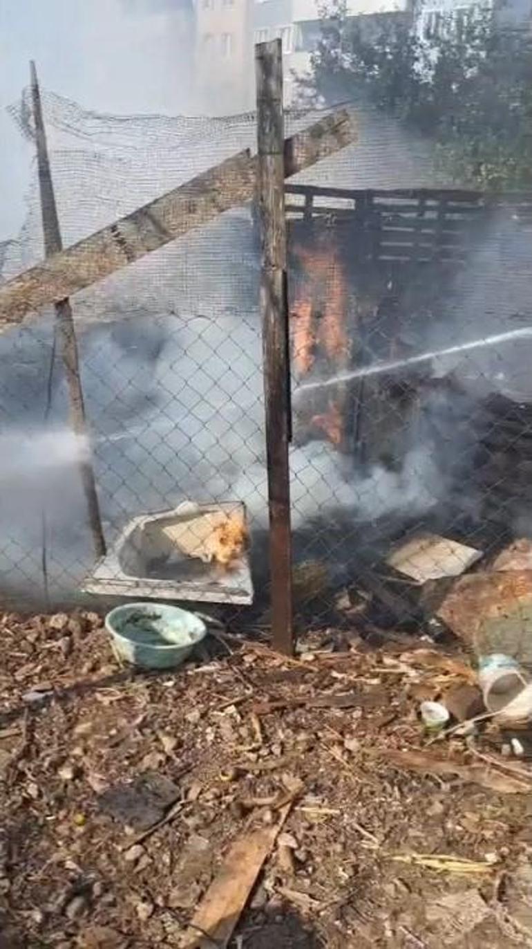 Silivride kümese sıçrayan yangında çok sayıda güvercin öldü