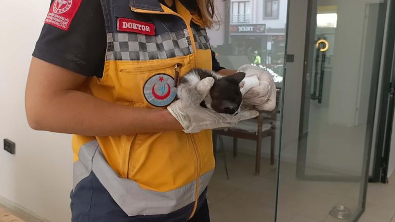 Bakan konvoyundaki araca giren yavru kediyi 112 ekipleri kurtardı