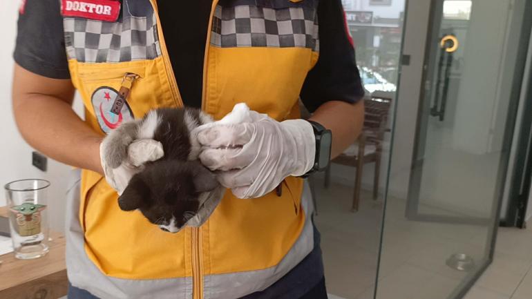 Bakan konvoyundaki araca giren yavru kediyi 112 ekipleri kurtardı