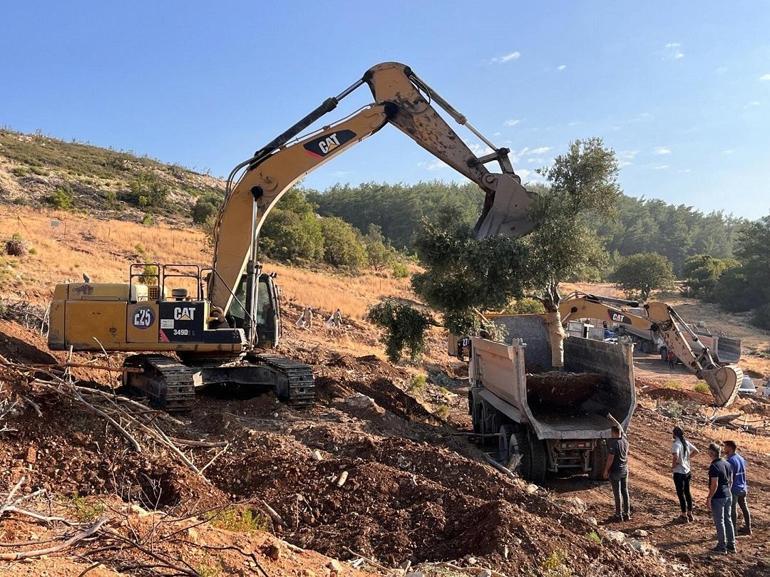 Milas’ta zeytin ağaçları taşınarak yaşatılıyor