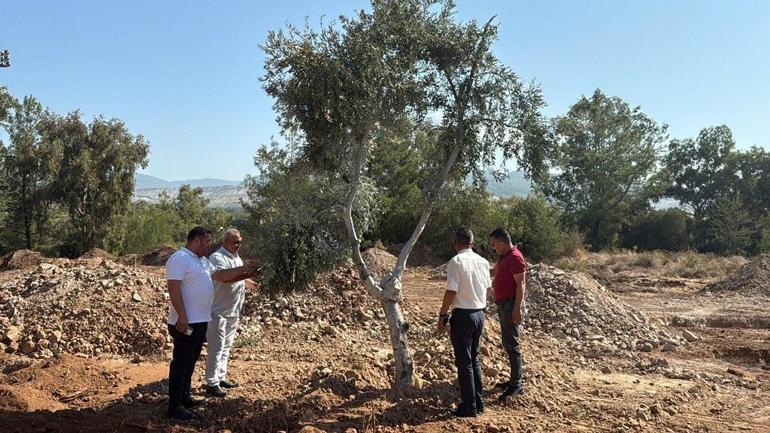 Milas’ta zeytin ağaçları taşınarak yaşatılıyor