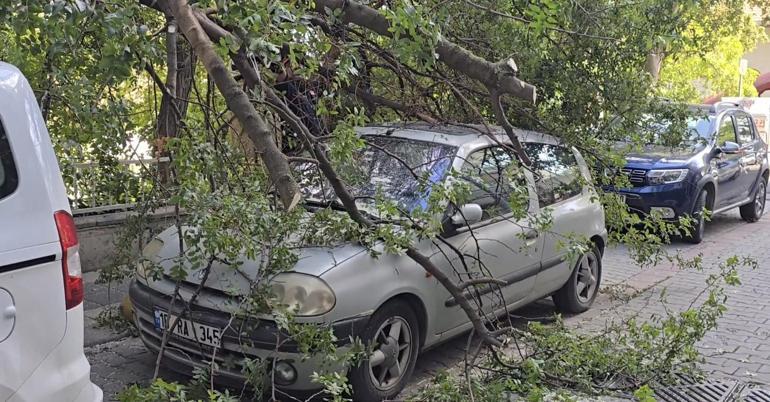 Kadıköy’de yola ağaç devrildi, 2 otomobilde hasar oluştu
