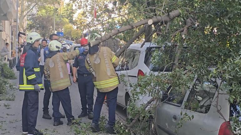 Kadıköy’de yola ağaç devrildi, 2 otomobilde hasar oluştu