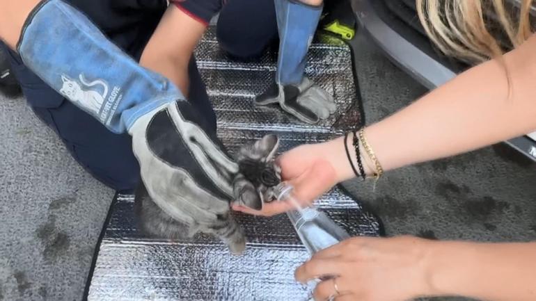 Avcılar’da aracın motor bölümüne sıkışan kediyi yolda fark etti; itfaiye kurtardı