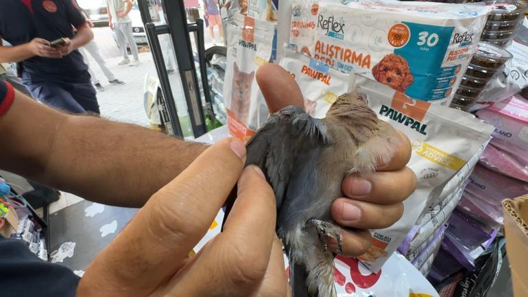 Avcılar’da aracın motor bölümüne sıkışan kediyi yolda fark etti; itfaiye kurtardı