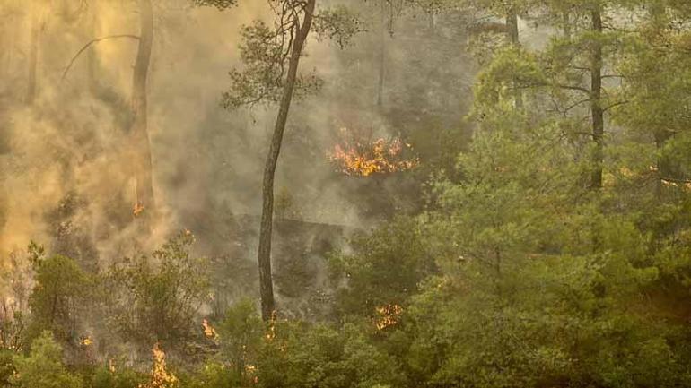 Muğla Köyceğizdeki orman yangınında 2nci gün