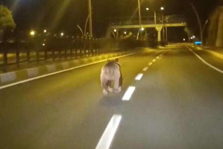 Tunceli’de kara yoluna inen bozayı kamerada