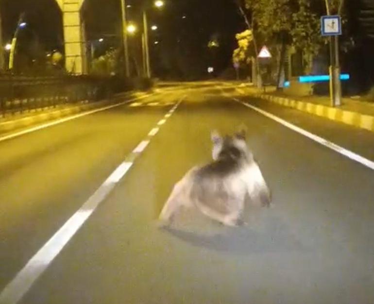 Tunceli’de kara yoluna inen bozayı kamerada