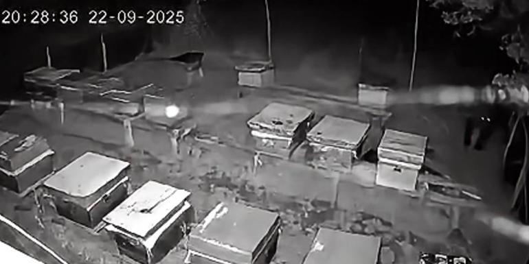 Arıcıların 4 kovan balını yiyen bozayı kamerada