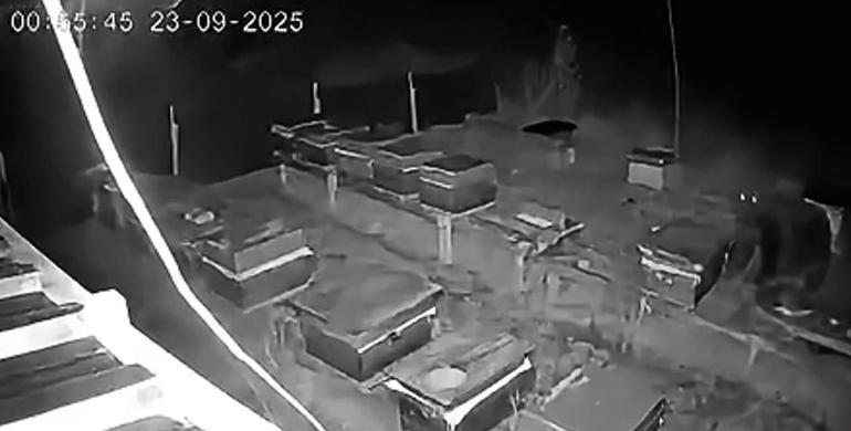Arıcıların 4 kovan balını yiyen bozayı kamerada